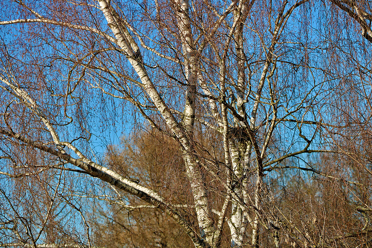 Весна... пора вить гнёзда - Светлана Весна... пора вить гнёзда - Светлана