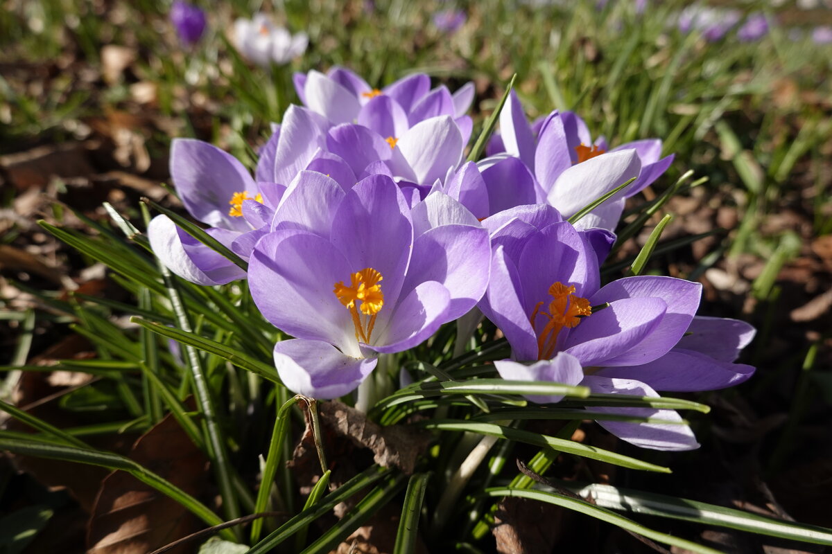 Весною мир – красочный. Весною он – сказочный. ... - Галина Весною мир – красочный. Весною он – сказочный. ... - Галина