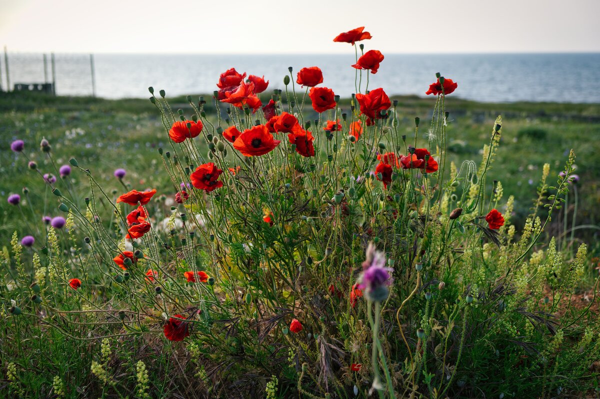 Крымские зарисовки - Александр Гапоненко Крымские зарисовки - Александр Гапоненко