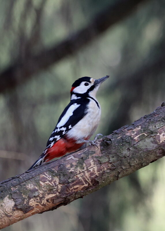 Дятел обныкновенный. - Александр Кондаков