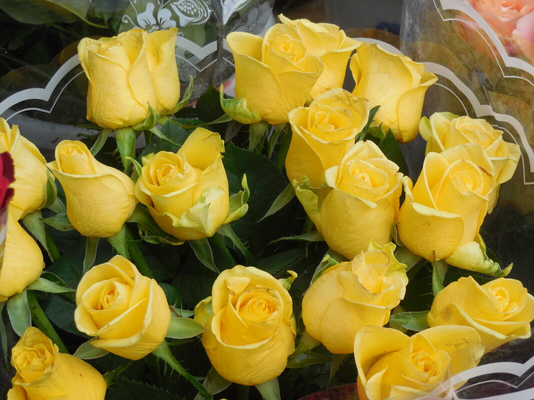 Желтые розы - Надежда Желтые розы - Надежда