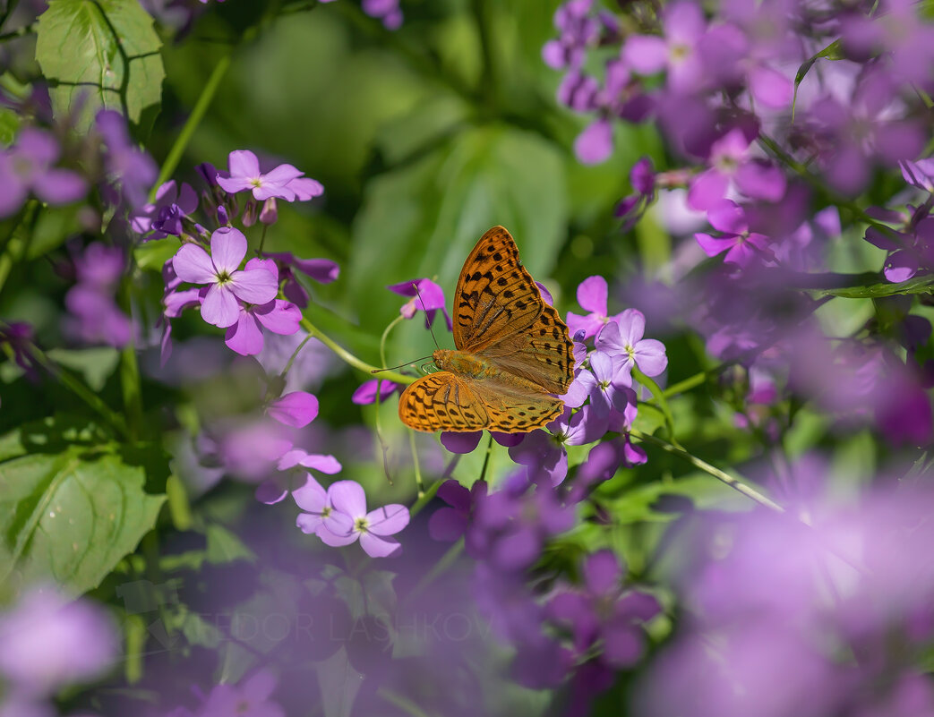 Майская встреча - Фёдор. Лашков