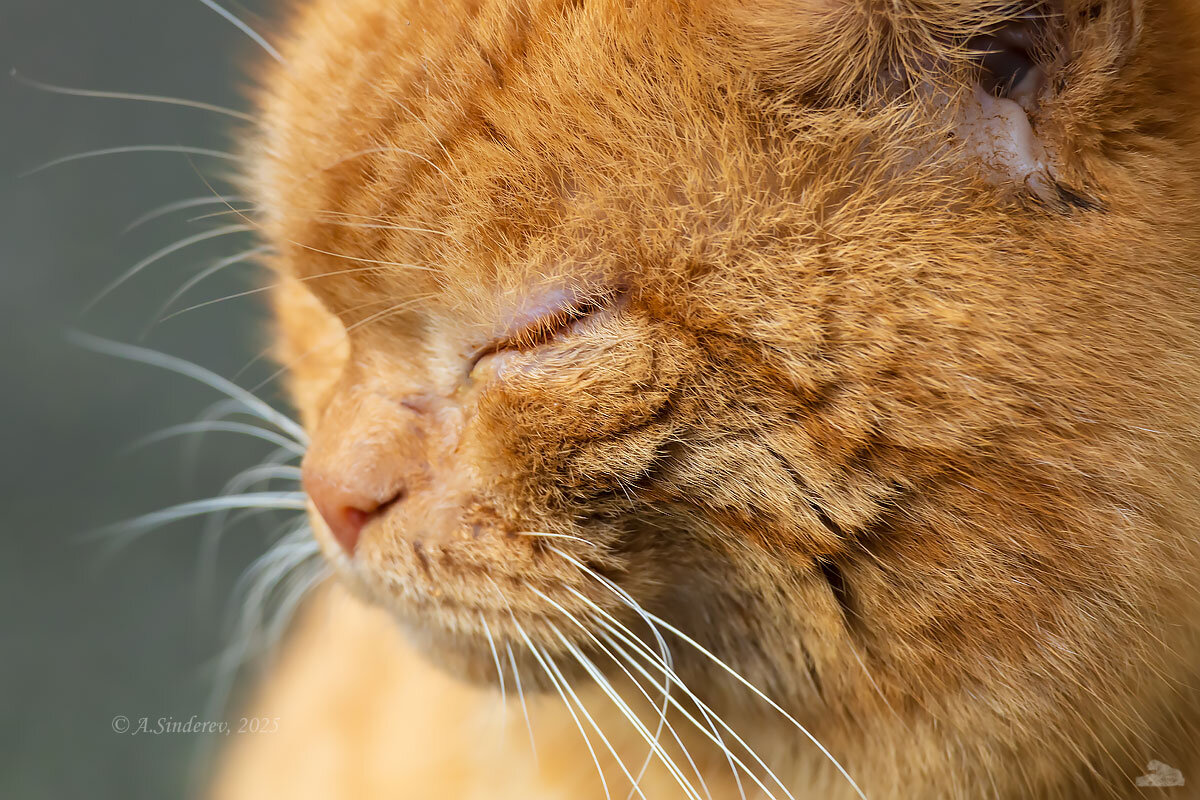 Морда рыжего кота - Александр Синдерёв Морда рыжего кота - Александр Синдерёв