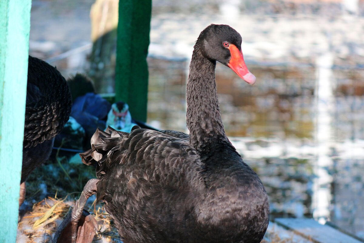 L - Андрей Л. В.