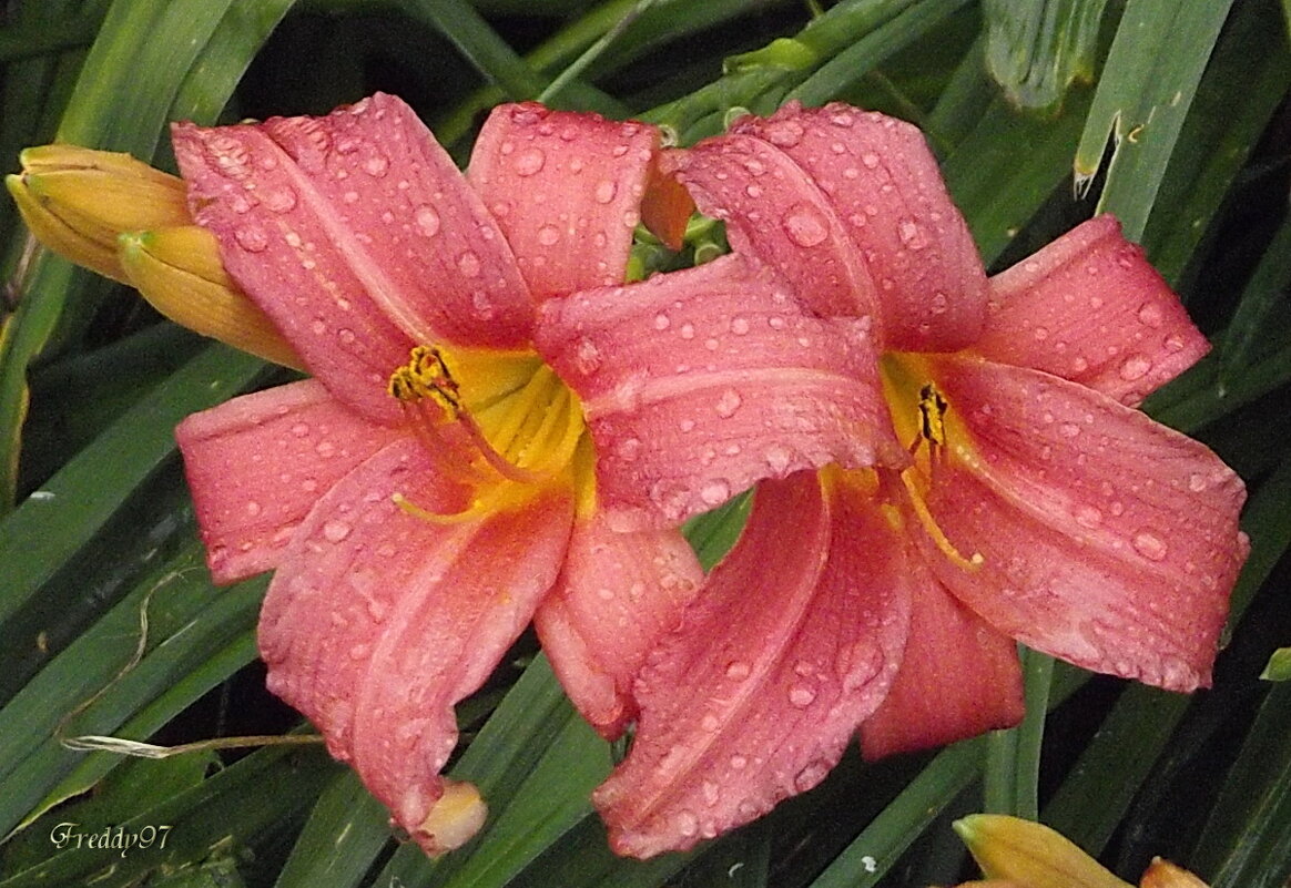 Лилейники - Freddy 97 Лилейники - Freddy 97