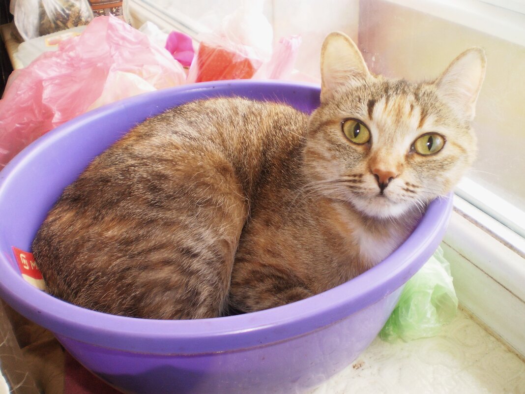 Весна. - Венера Чуйкова Весна. - Венера Чуйкова