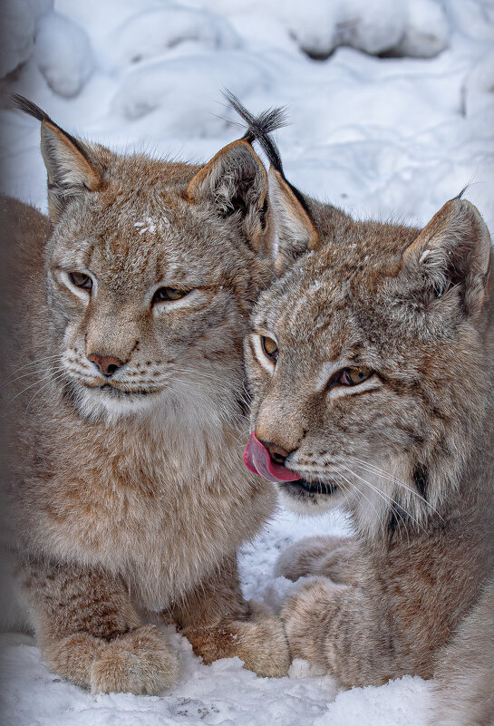 Рыси - Михаил Измайлов
