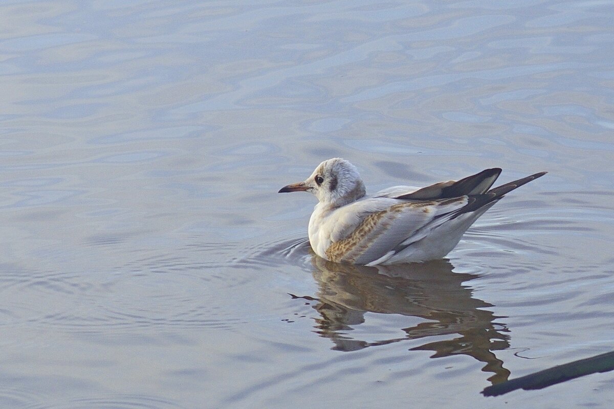 Чайка - Сергей Швечков Чайка - Сергей Швечков