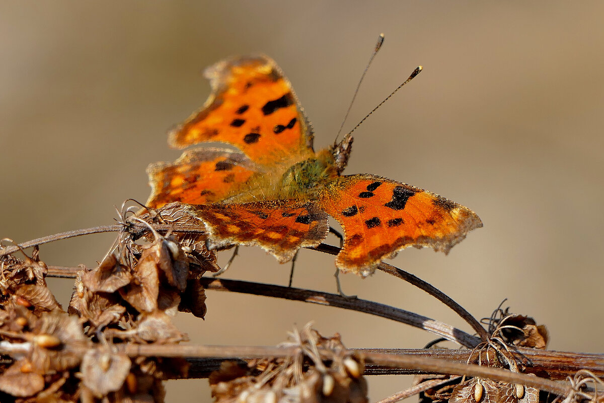 мартовские бабочки 5 - Александр Прокудин