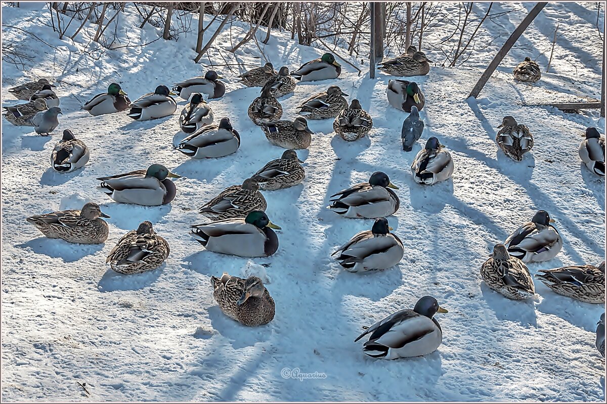 Послеобеденная дрёма... - Aquarius - Сергей Послеобеденная дрёма... - Aquarius - Сергей