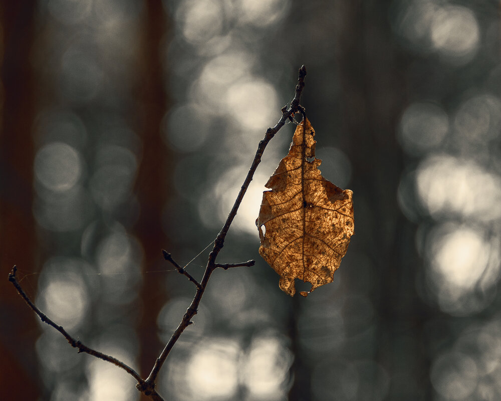 Мартовский этюд - Сергей Фомичев Мартовский этюд - Сергей Фомичев