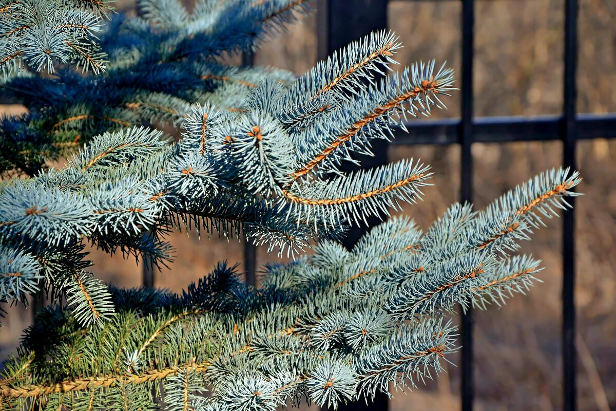 Ёлки иголки... - Михаил Столяров