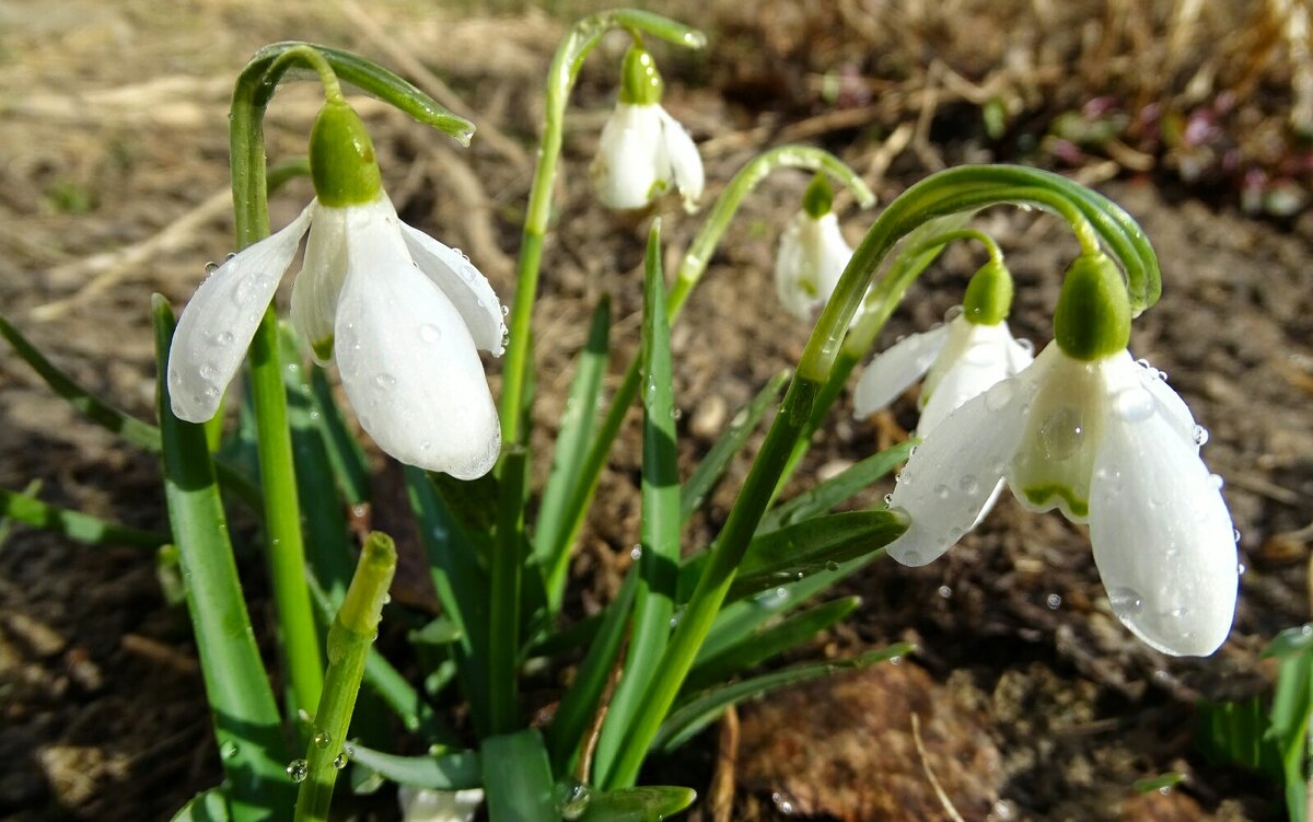 Цветы под дождём - Милешкин Владимир Алексеевич 