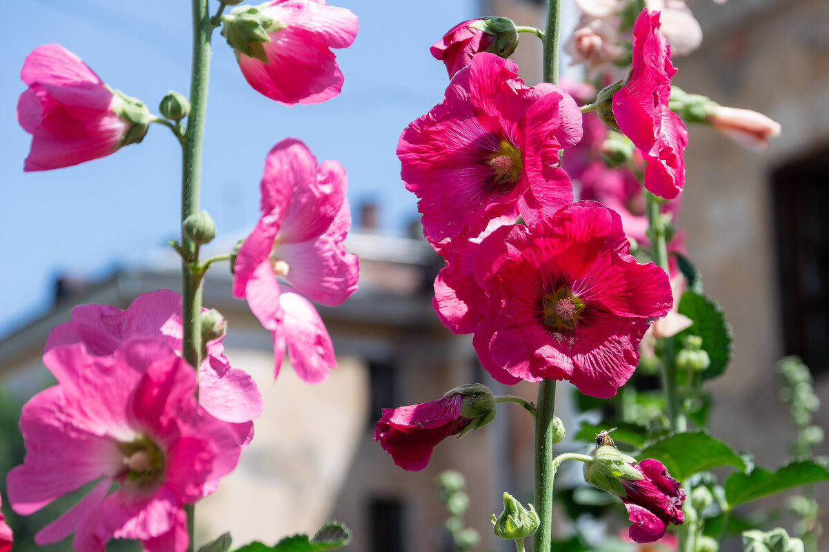 *** - Виктор Иванович Чернюк *** - Виктор Иванович Чернюк