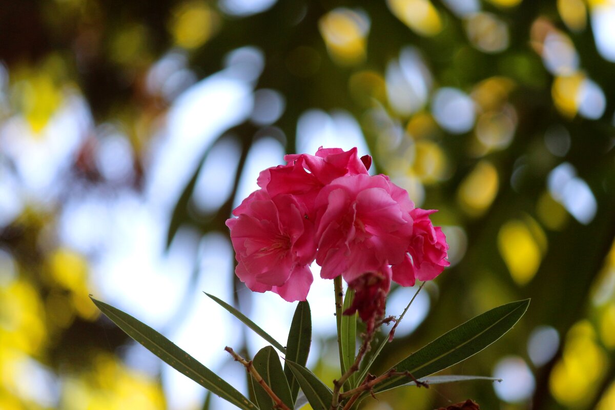 Олеандр - Андрей Л. В. Олеандр - Андрей Л. В.