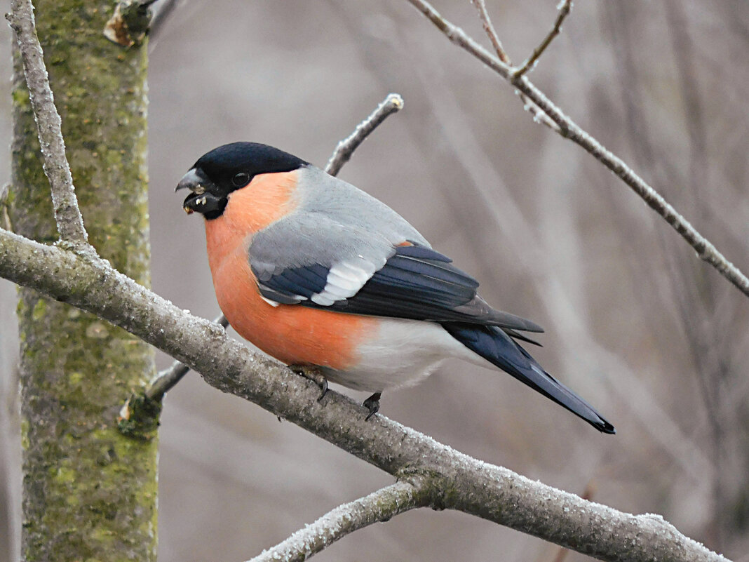 Снегирь - Лина Снегирь - Лина