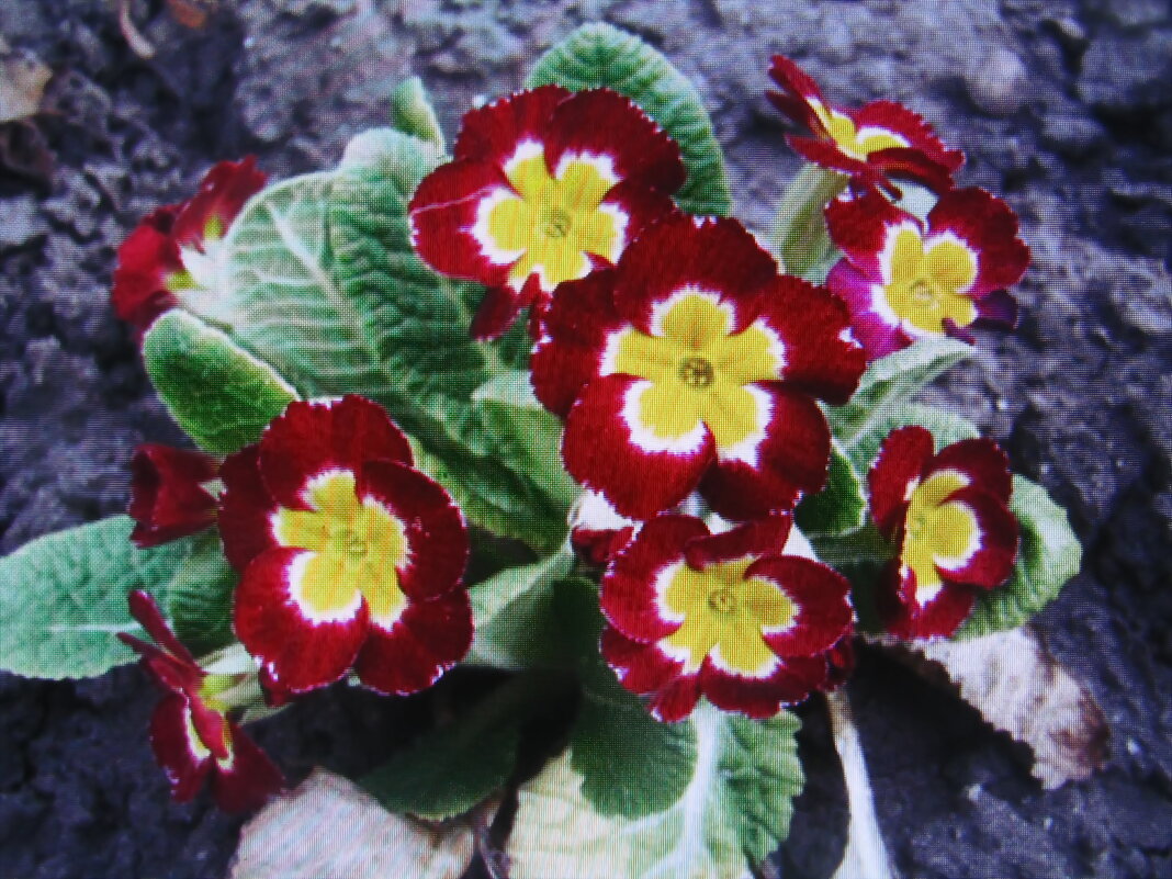 Примула - Людмила Смородинская Примула - Людмила Смородинская