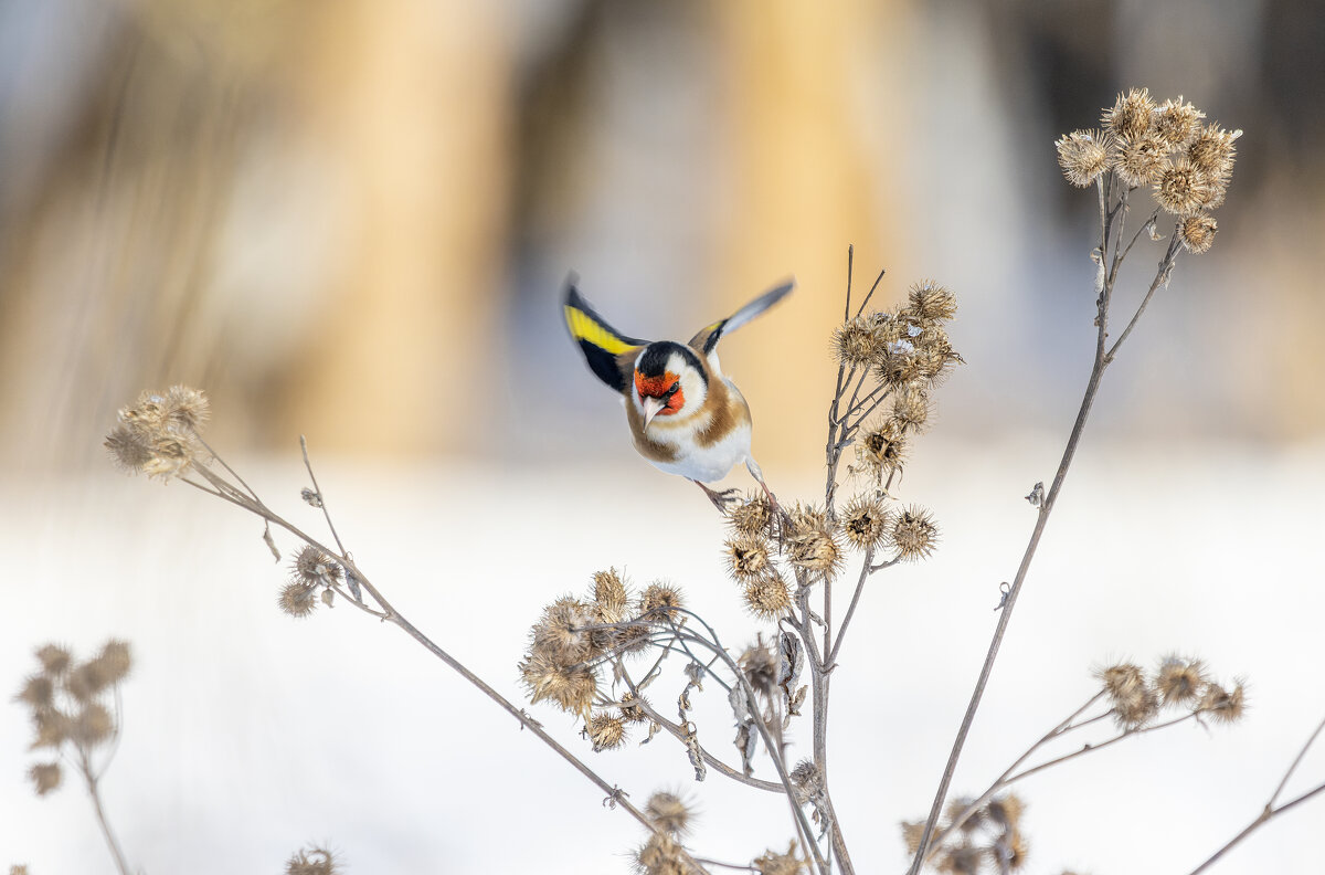щегол. - юрий макаров