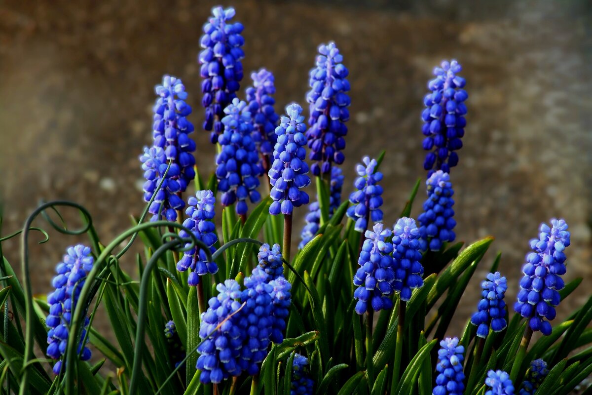 Семейка - Юрий. Шмаков