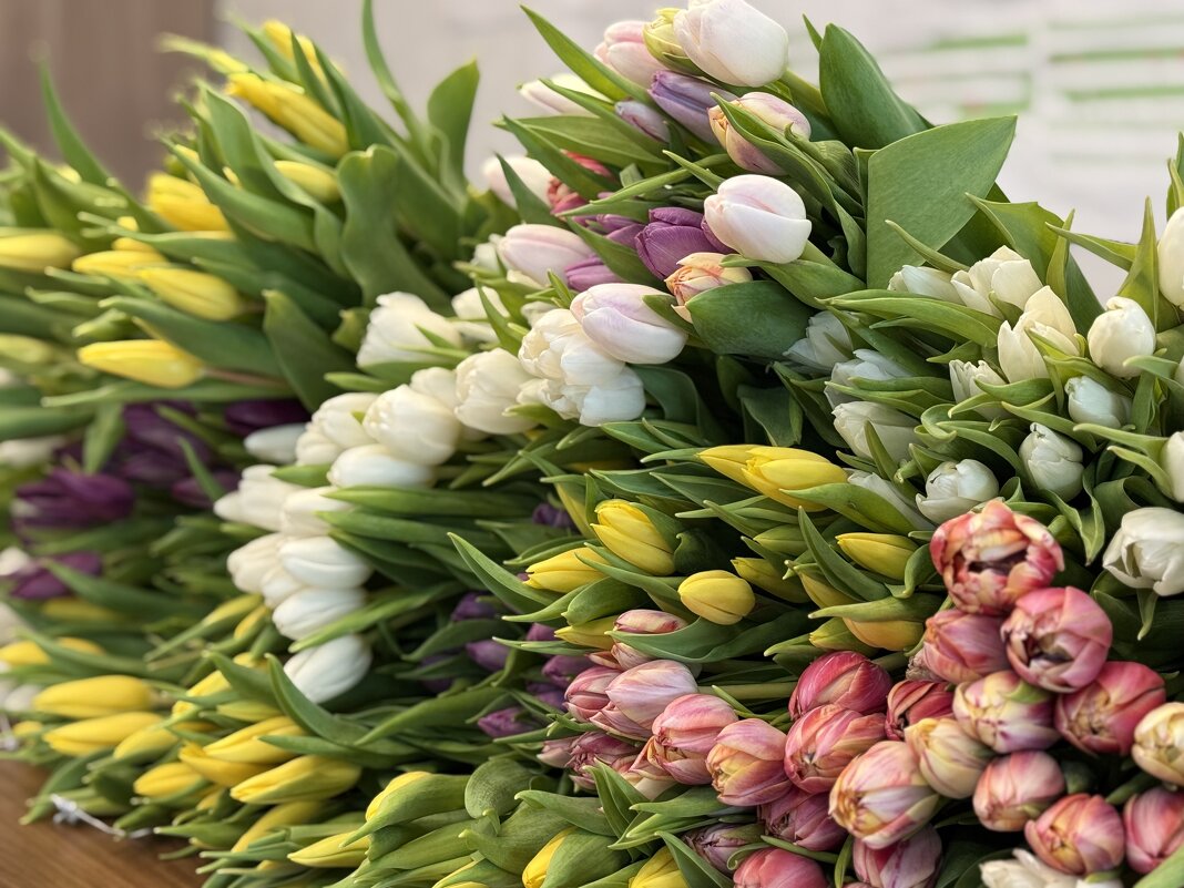 Тюльпаны - Анна Каткова 