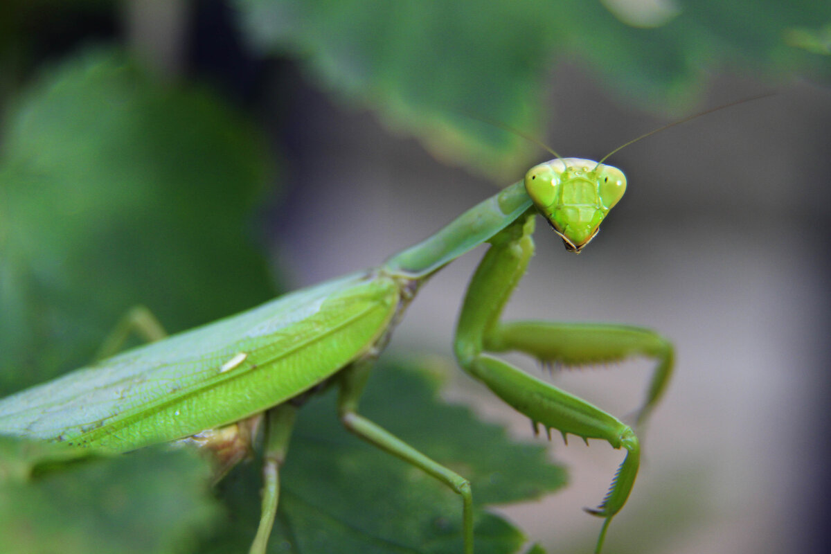 Зелёный монстр - Геннадий Валеев Зелёный монстр - Геннадий Валеев