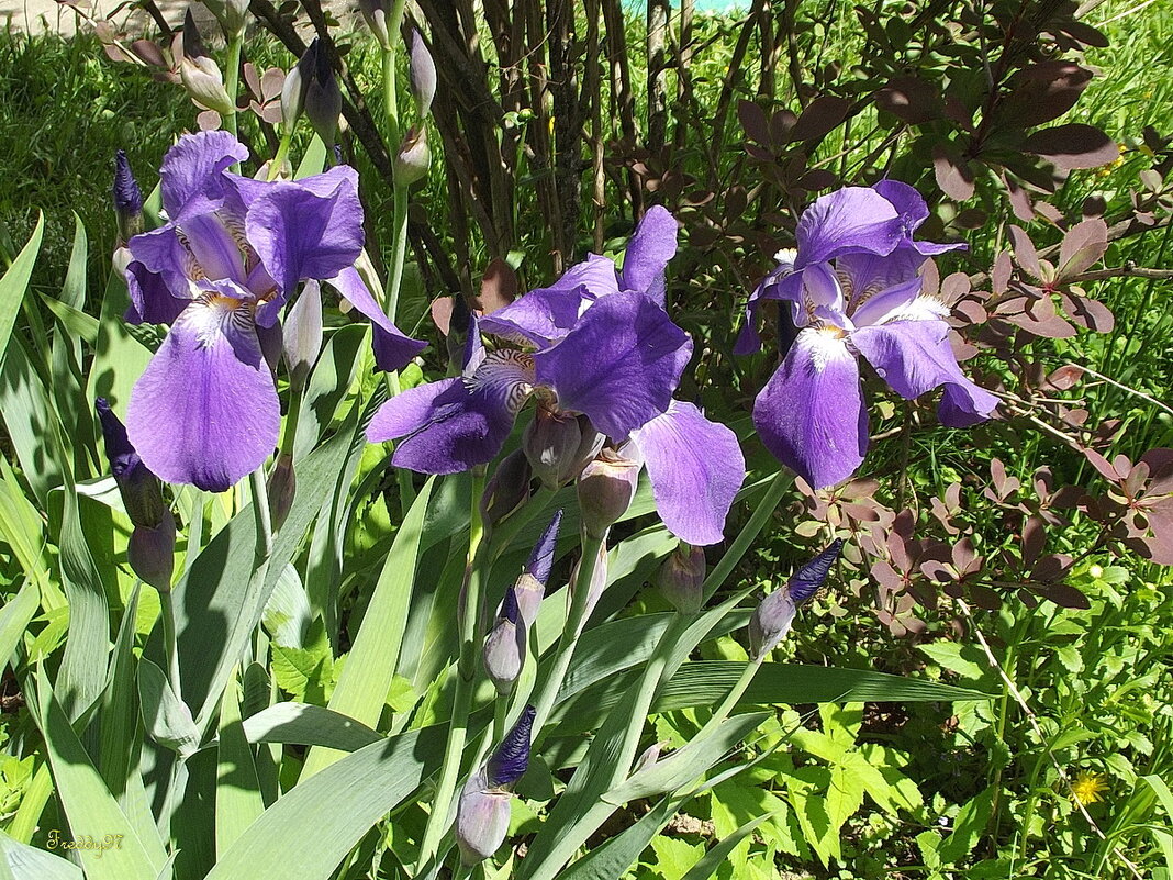 Ирисы - Freddy 97 Ирисы - Freddy 97