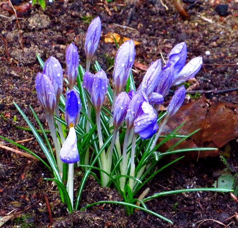 В капельках дождя - Андрей Снегерёв
