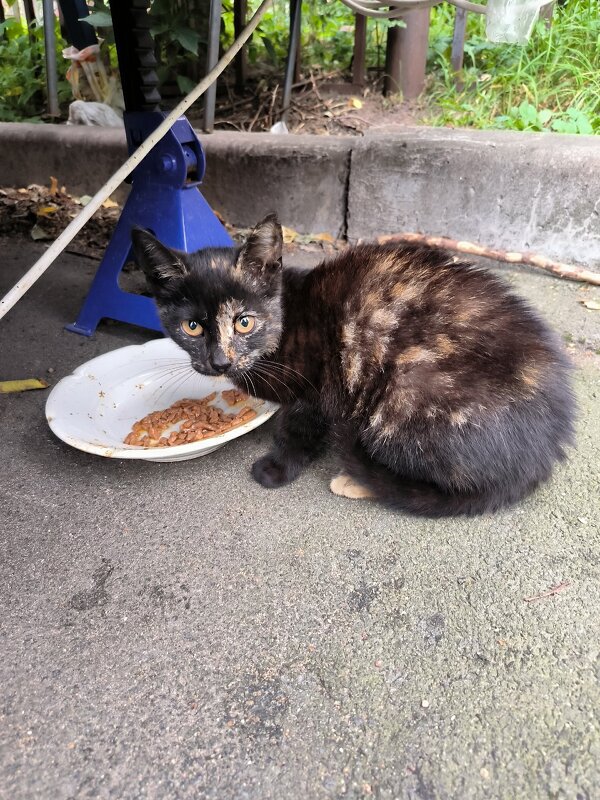 Вот такая смешная девочка появилась у нас прошлым летом. - Ольга 