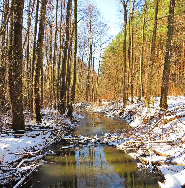 Лесная речка - Андрей Снегерёв