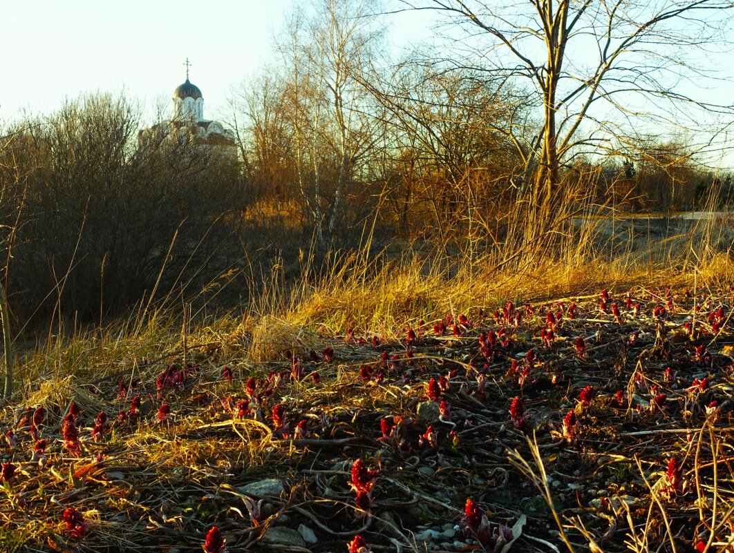 Не грибочки- зацвёл белокопытник - Aida10 Не грибочки- зацвёл белокопытник - Aida10