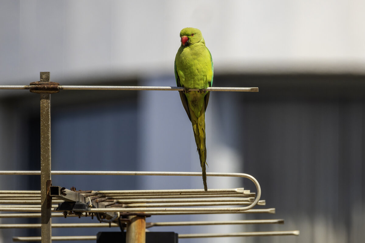 Длиннохвостый попугай. (Тест нового поляризационного фильтра) - Alexander Amromin Длиннохвостый попугай. (Тест нового поляризационного фильтра) - Alexander Amromin