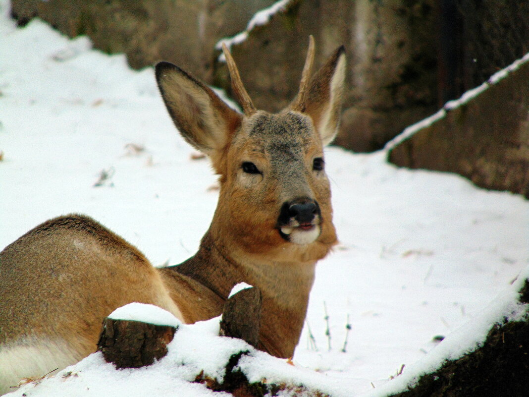 Сибирская косуля. - nadyasilyuk Вознюк