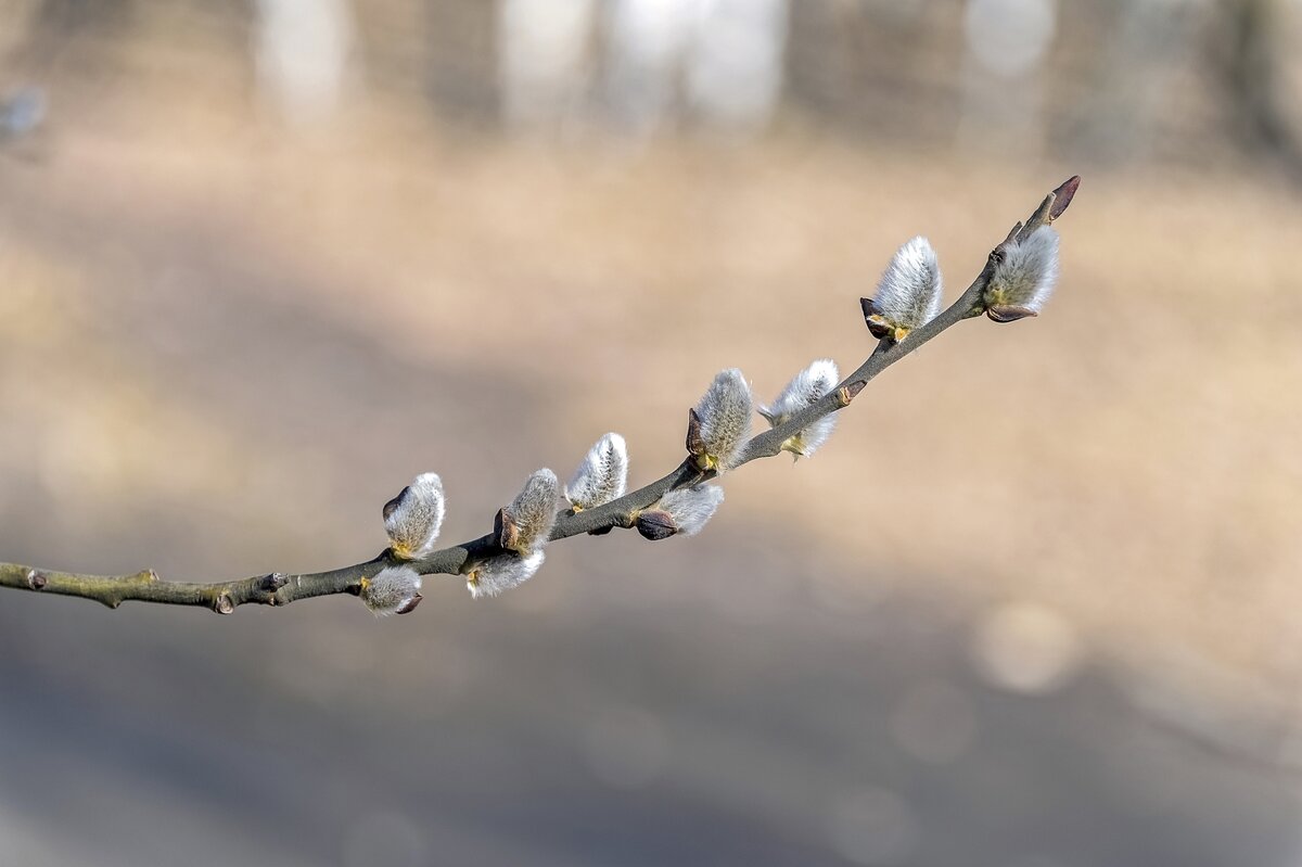 Весне дорогу - Валерий Иванович