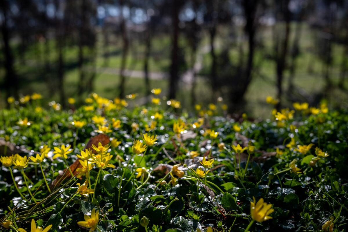 Желтая полянка... - Referee (Дмитрий) Желтая полянка... - Referee (Дмитрий)