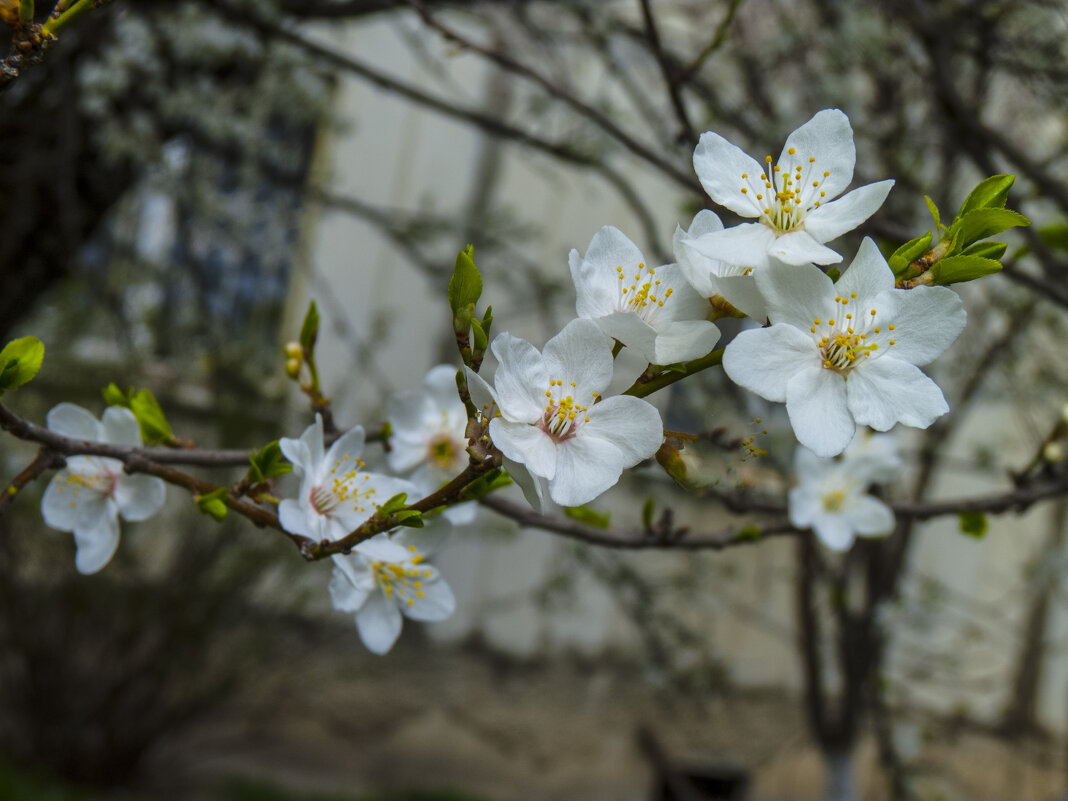 Весенние цветы - Валентин Семчишин