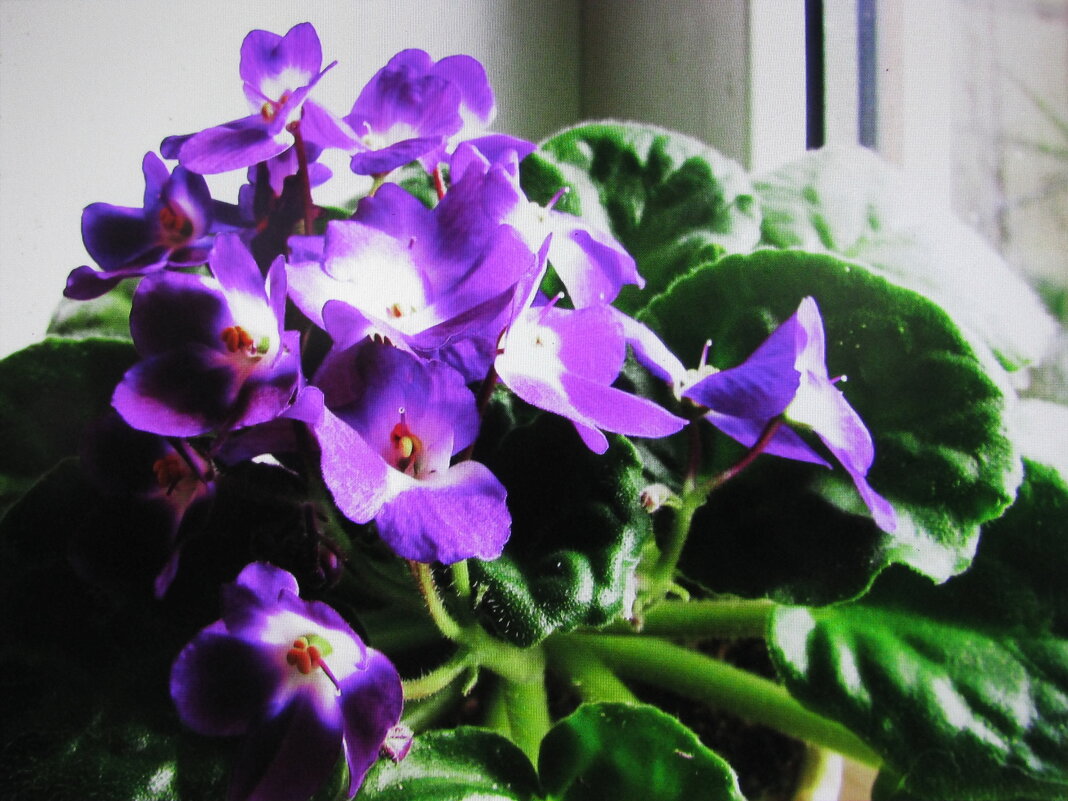 На окошке - Людмила Смородинская На окошке - Людмила Смородинская