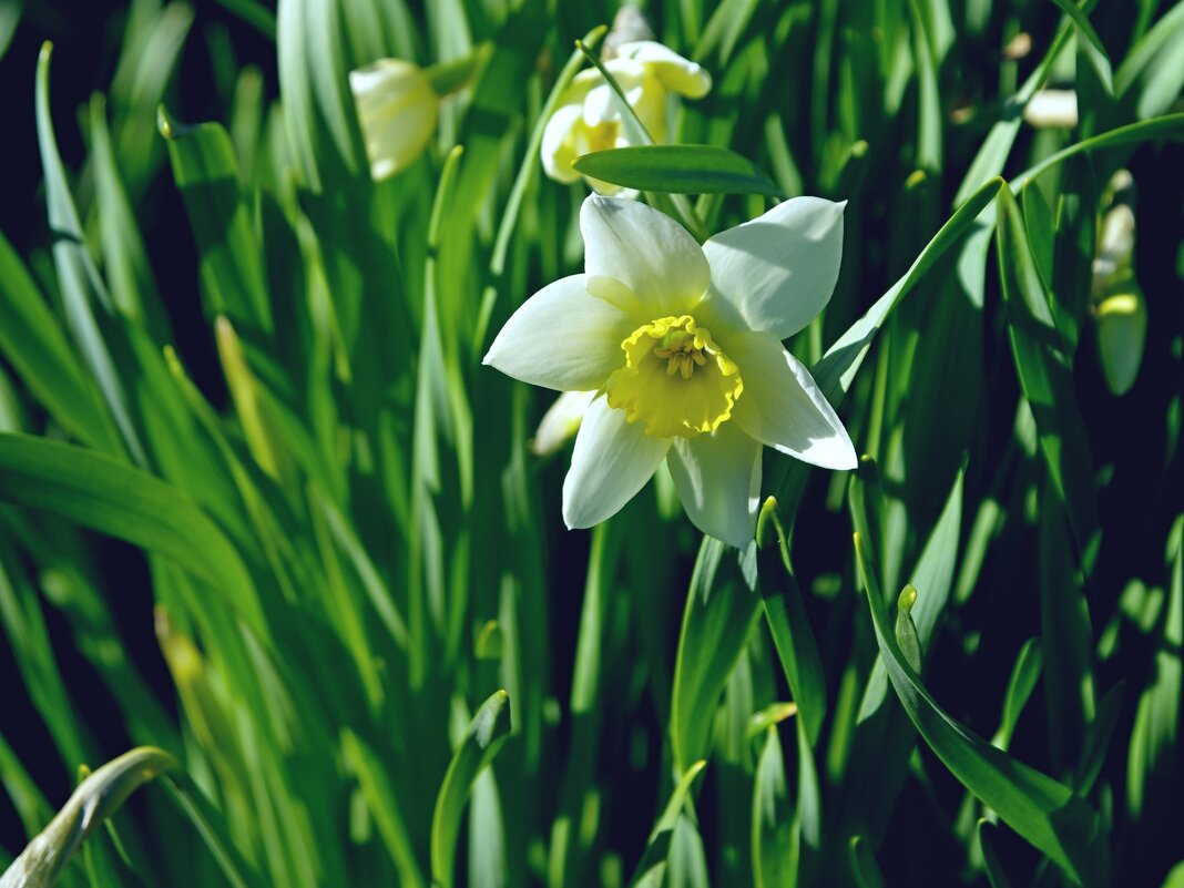 Нарцисс - Сергей Швечков