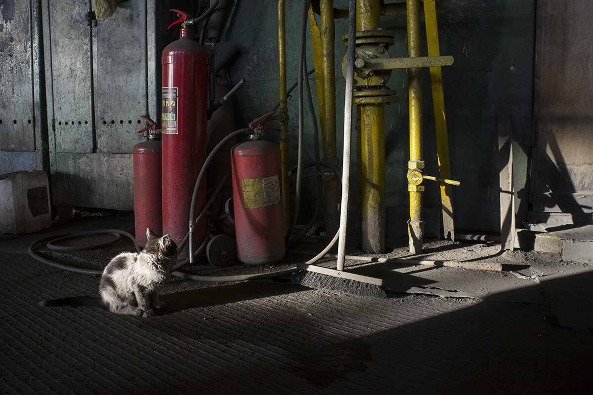 Натюрморт с котейкой /серия "Промзона"/ - Владимир Носов Натюрморт с котейкой /серия "Промзона"/ - Владимир Носов