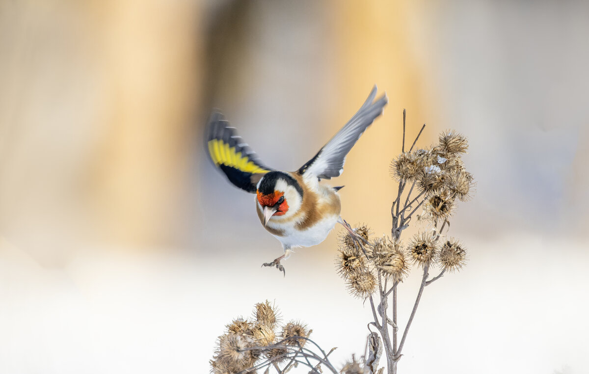 щегол. - юрий макаров щегол. - юрий макаров