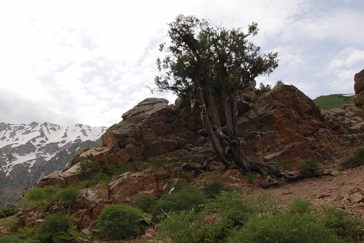 ПРОГУЛКА НА БОЛЬШОЙ ЧИМГАН 3300м. - Виктор Осипчук ПРОГУЛКА НА БОЛЬШОЙ ЧИМГАН 3300м. - Виктор Осипчук