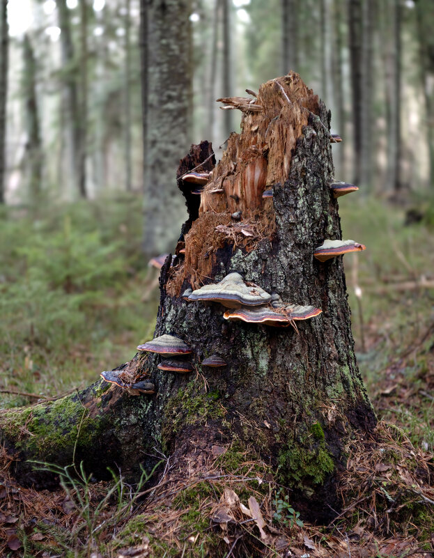 Прогулки по лесу - Григорий П