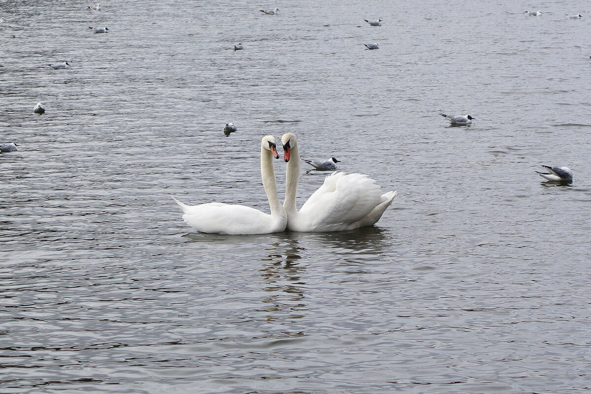 Вроде поладили - Рита Симонова