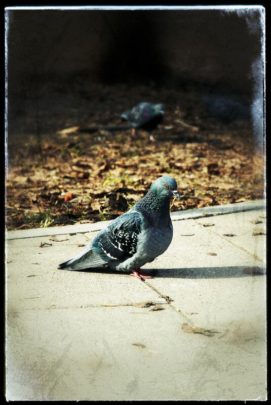 ... голубь... - Руслан 
