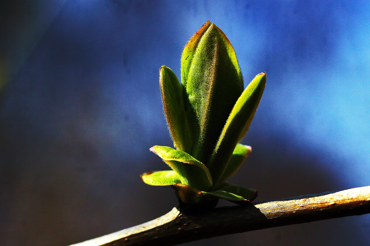 Весна! - Юрий Гайворонскiий