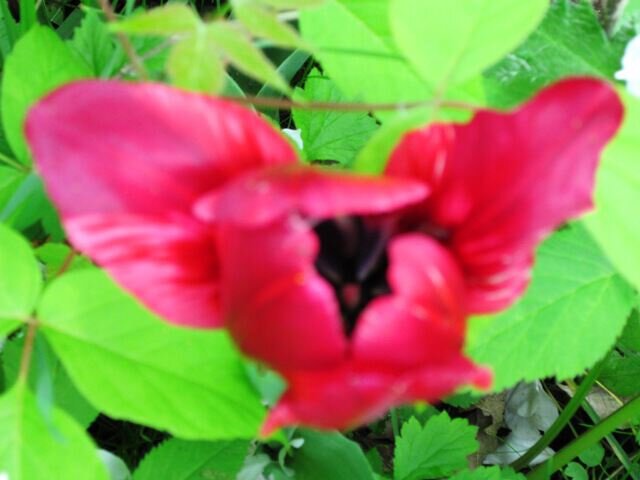 Красная сова - Дмитрий Никитин