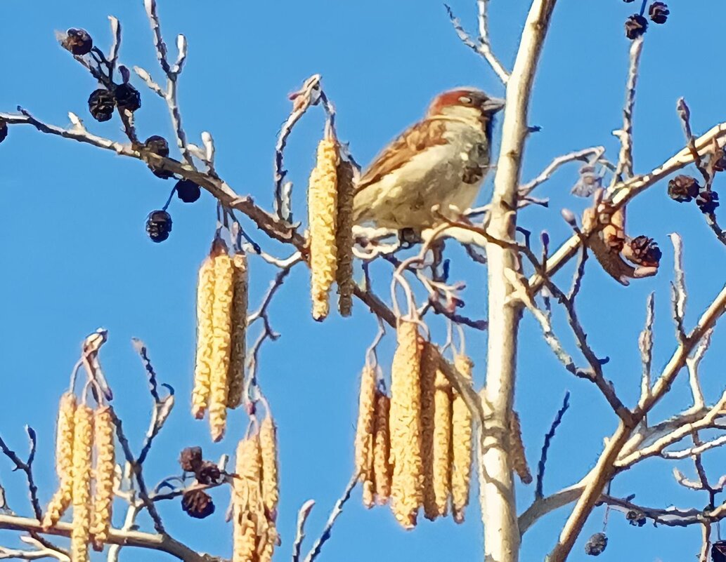 Воробей - Сапсан 
