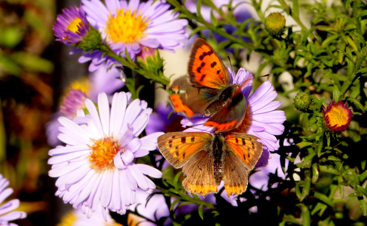 опять про бабочек 485 - Александр Прокудин