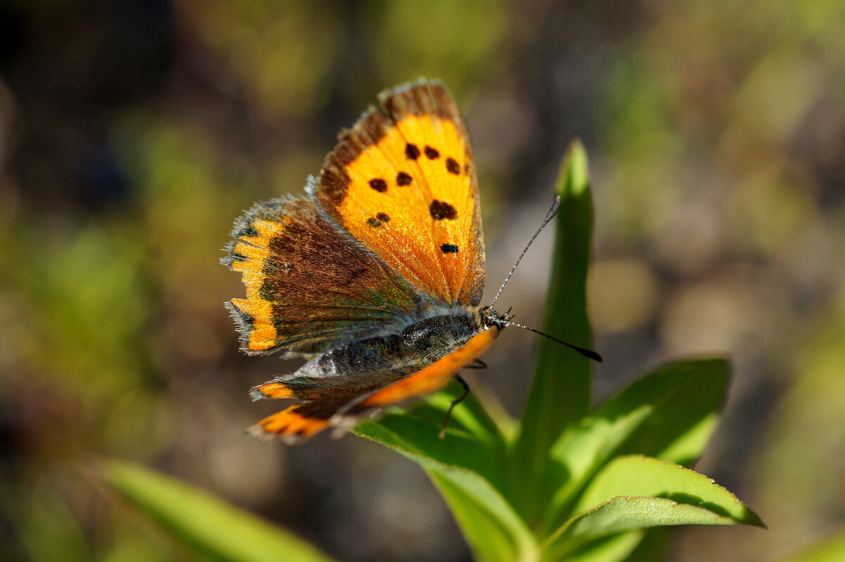 опять про бабочек 486 - Александр Прокудин опять про бабочек 486 - Александр Прокудин