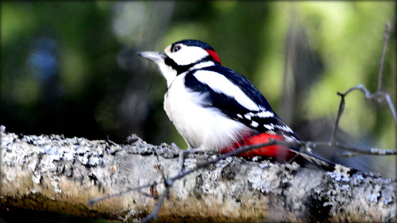 Большой пестрый ,,, - Сергей Большой пестрый ,,, - Сергей