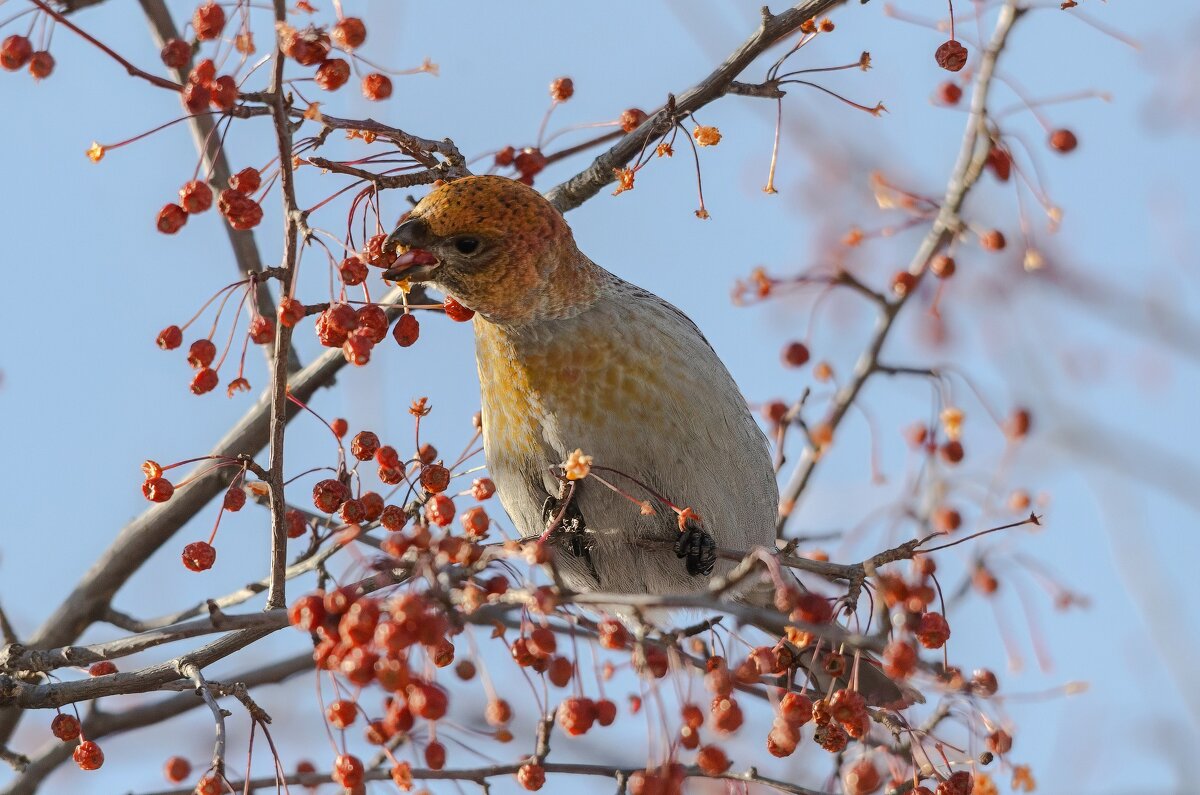 Щур. - Виктор Иванович Чернюк